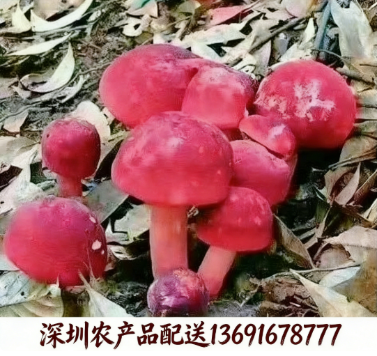 東莞農(nóng)產(chǎn)品配送?中心解析:紅菌為什么價(jià)格高昂